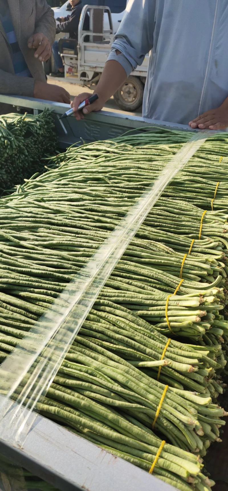 精品】豇豆大量上市产地直供，一手货源，一件代发