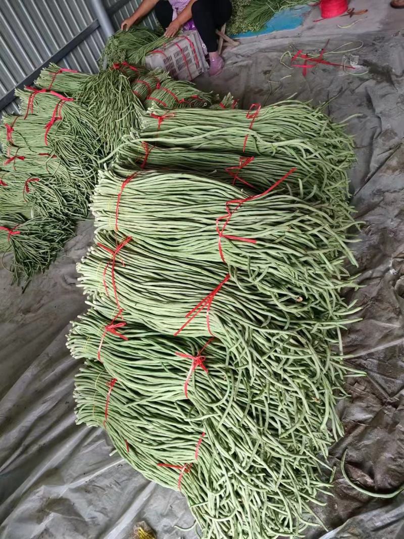 精品】豇豆大量上市产地直供，一手货源，一件代发