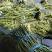 精品】豇豆大量上市产地直供，一手货源，一件代发