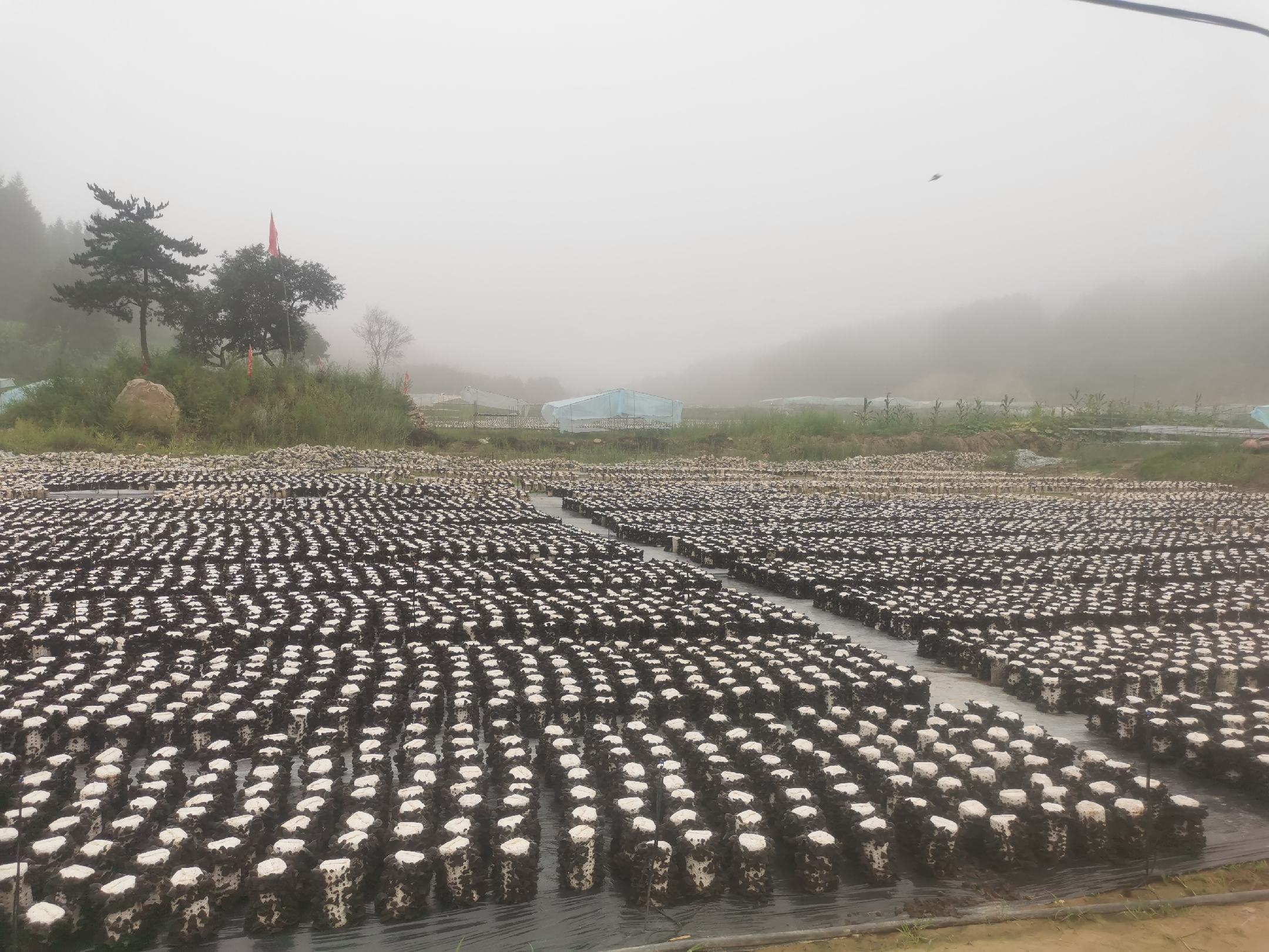 云南山区林下仓耳种植基地全景