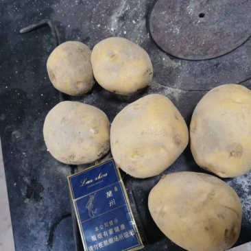 土豆，大西洋，226，洋芋品种多，需要的联系。