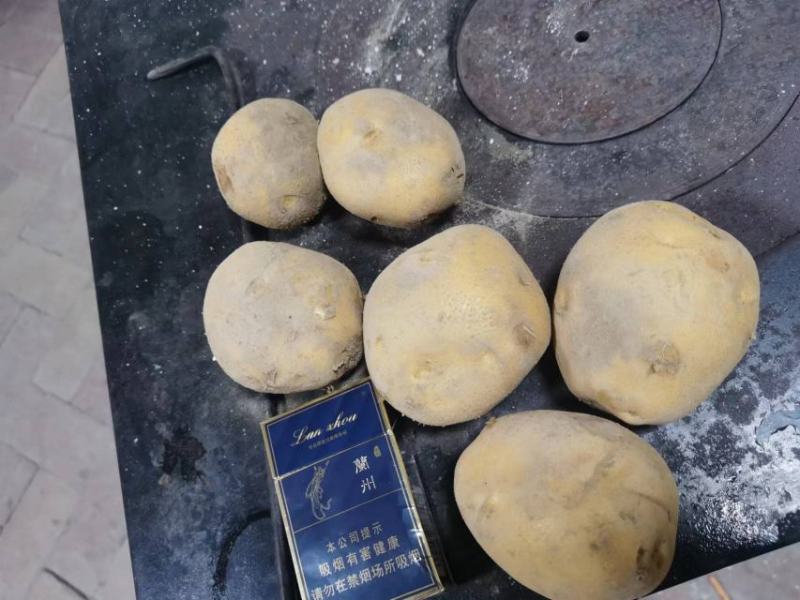 土豆，大西洋，226，洋芋品种多，需要的联系。