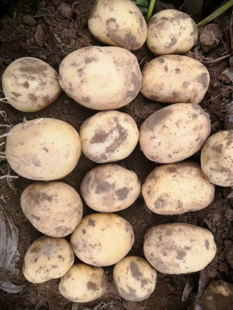 土豆，大西洋，226，洋芋品种多，需要的联系。