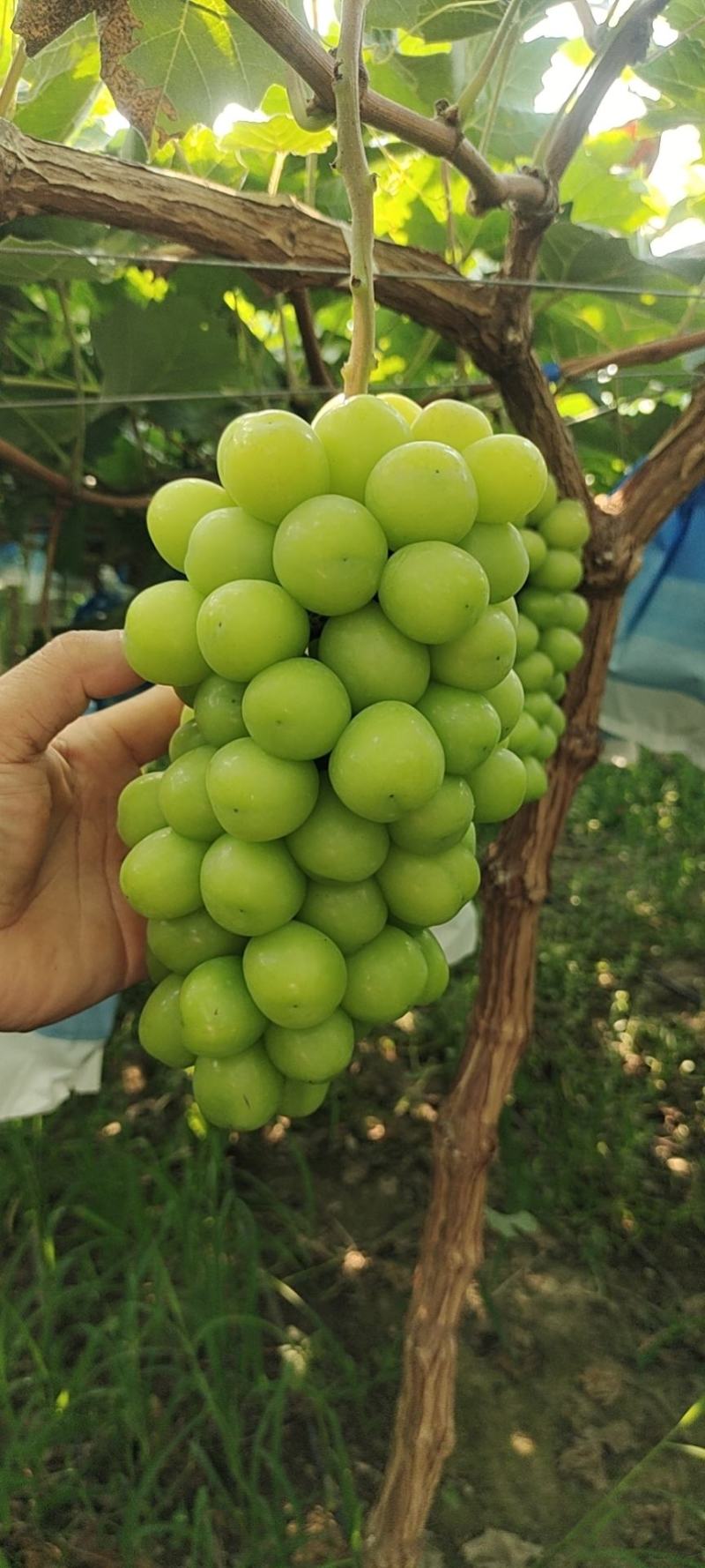 阳光玫瑰