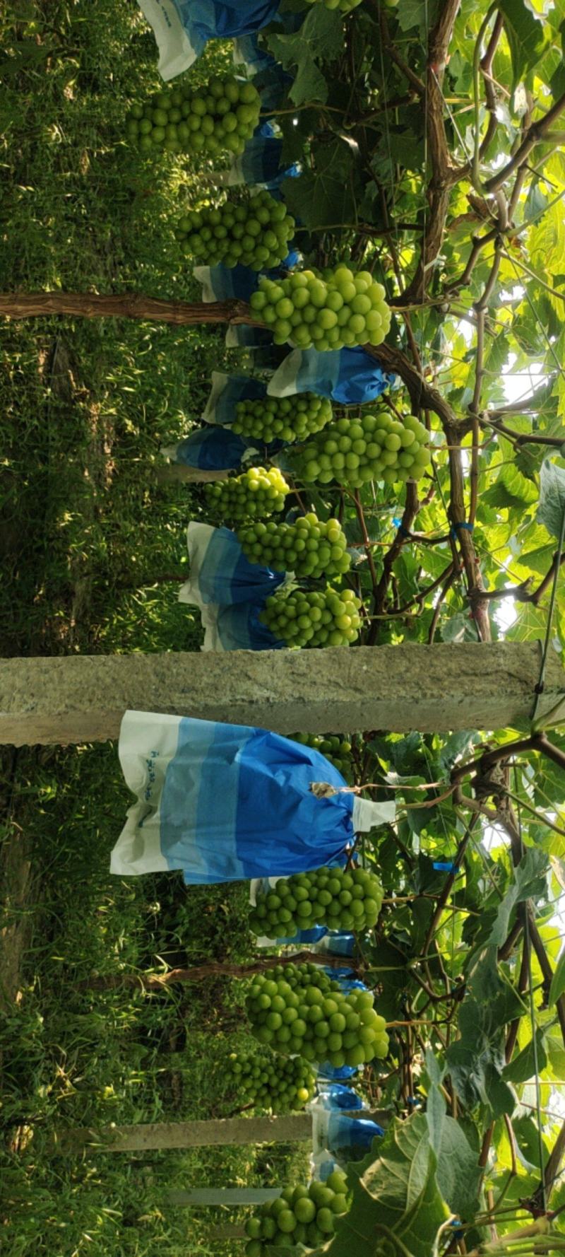 阳光玫瑰