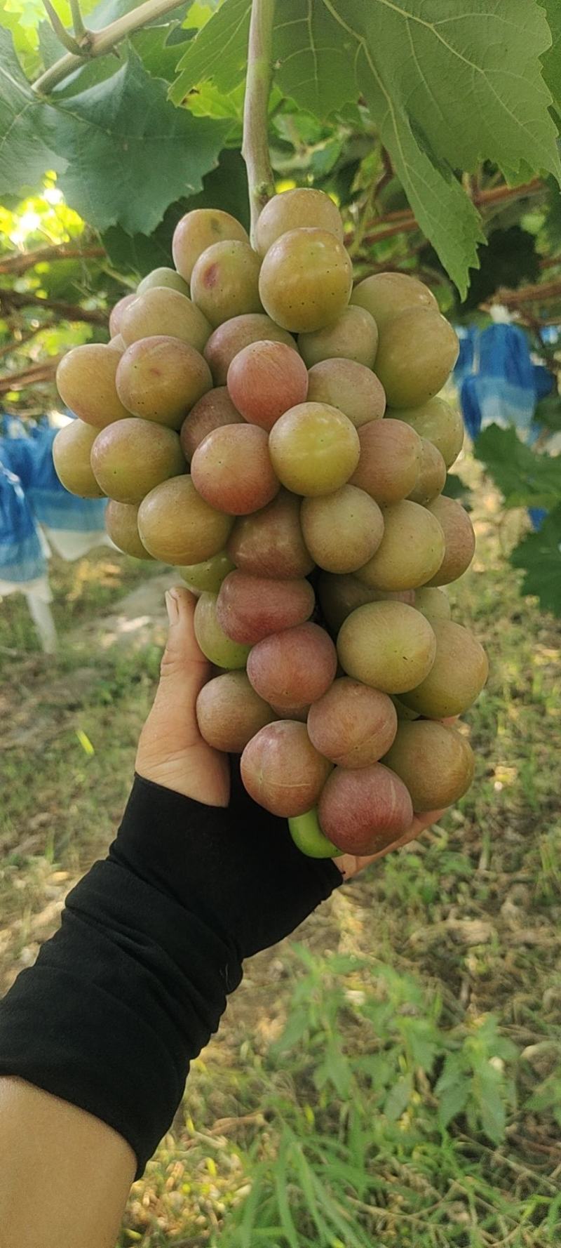 阳光玫瑰