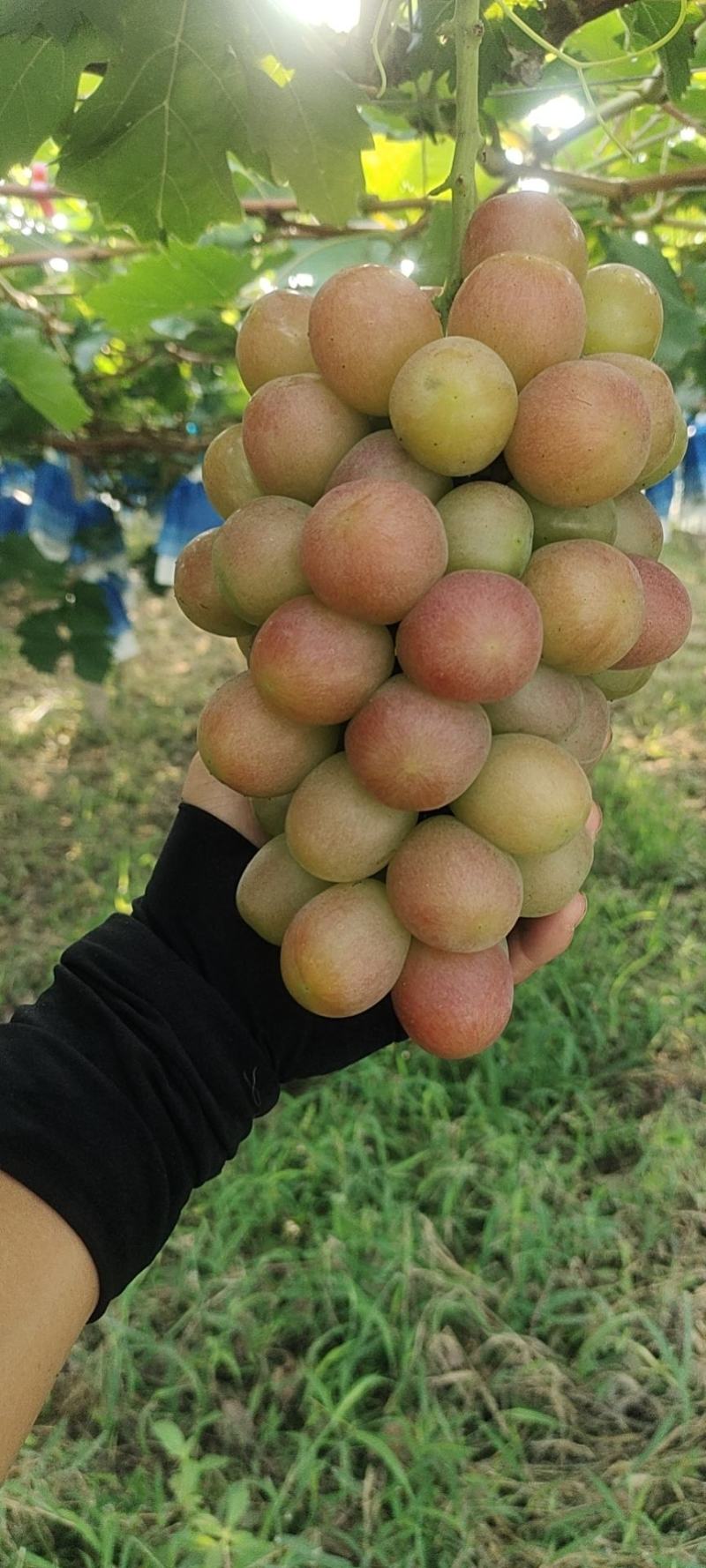 阳光玫瑰