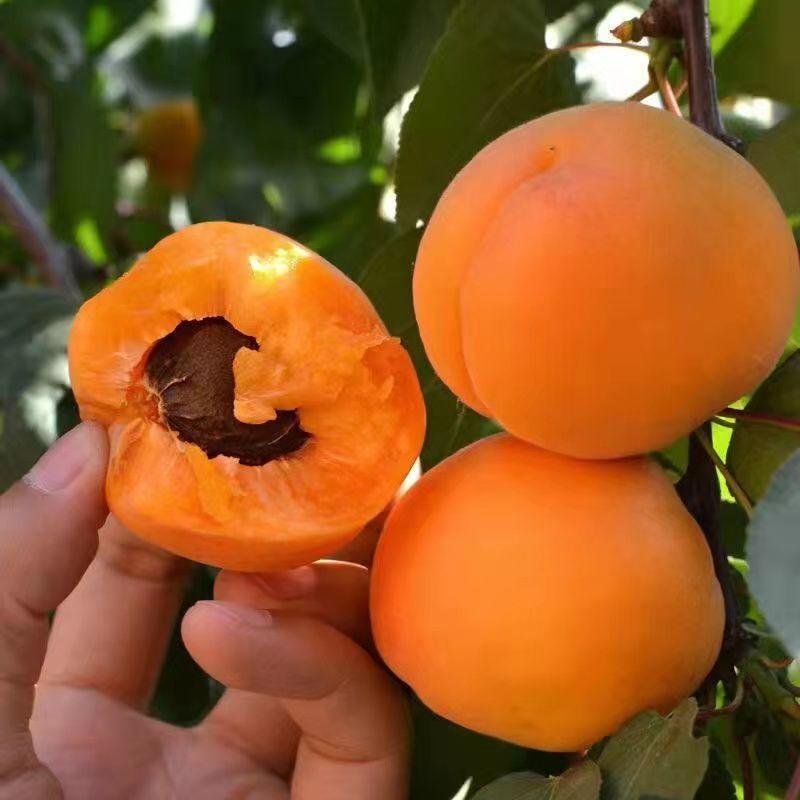 品种杏树苗嫁接成品蜜王杏大早熟甜杏果树苗当年可试花包邮