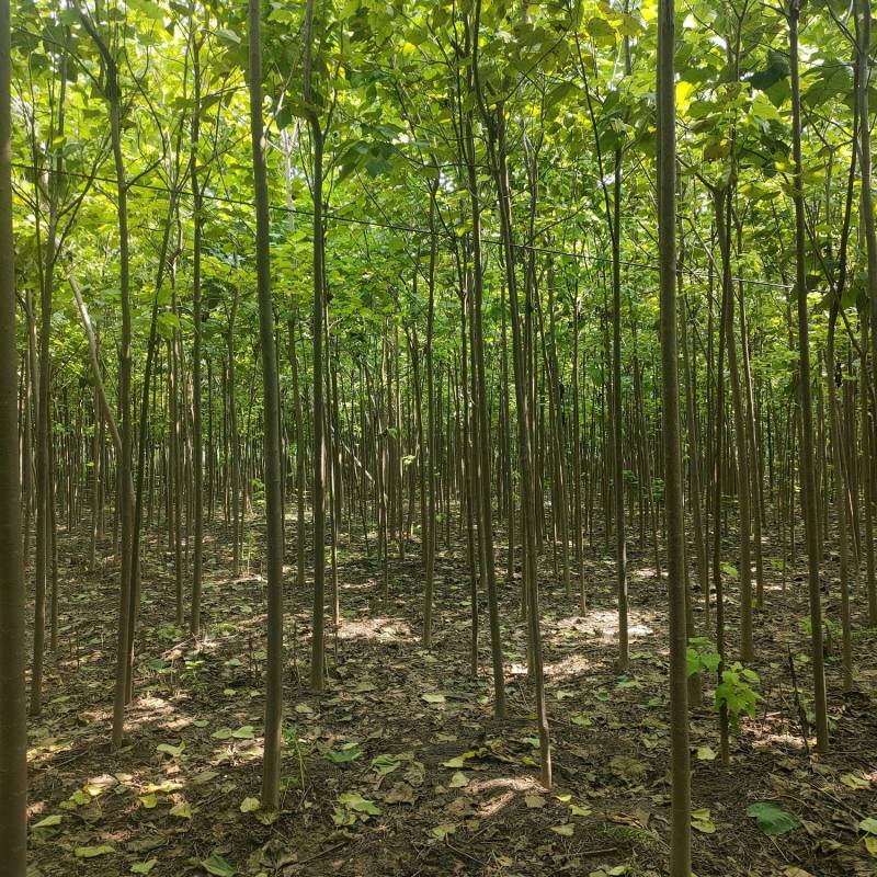楸树基地自产自销！量大从优！3-6公分楸树，一手货源！