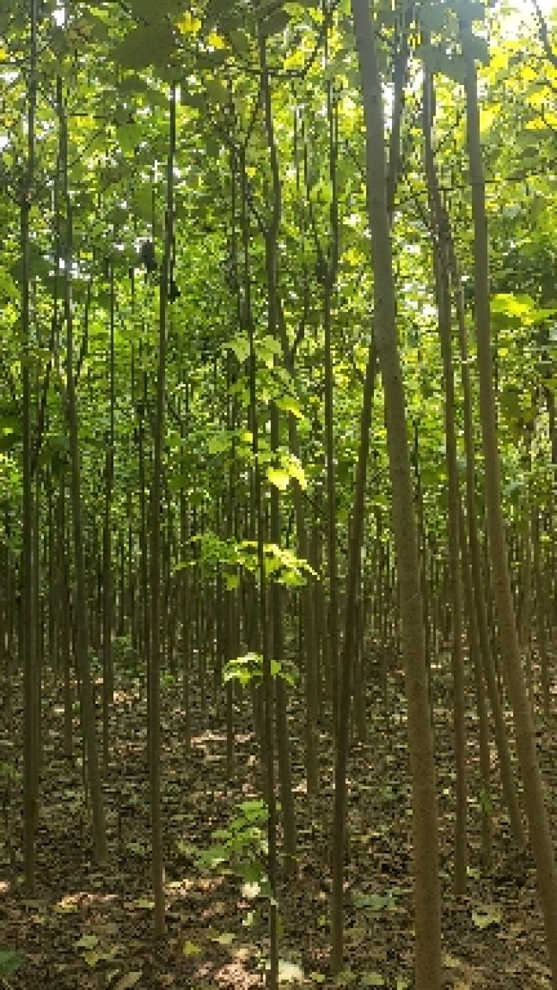 楸树基地自产自销！量大从优！3-6公分楸树，一手货源！