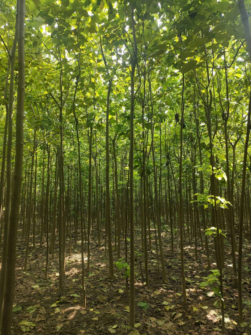 楸树基地自产自销！量大从优！3-6公分楸树，一手货源！