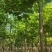 楸树基地自产自销！量大从优！3-6公分楸树，一手货源！