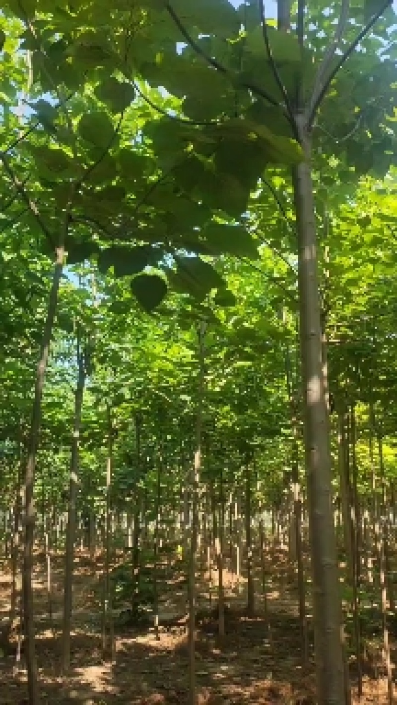 楸树基地自产自销！量大从优！3-6公分楸树，一手货源！