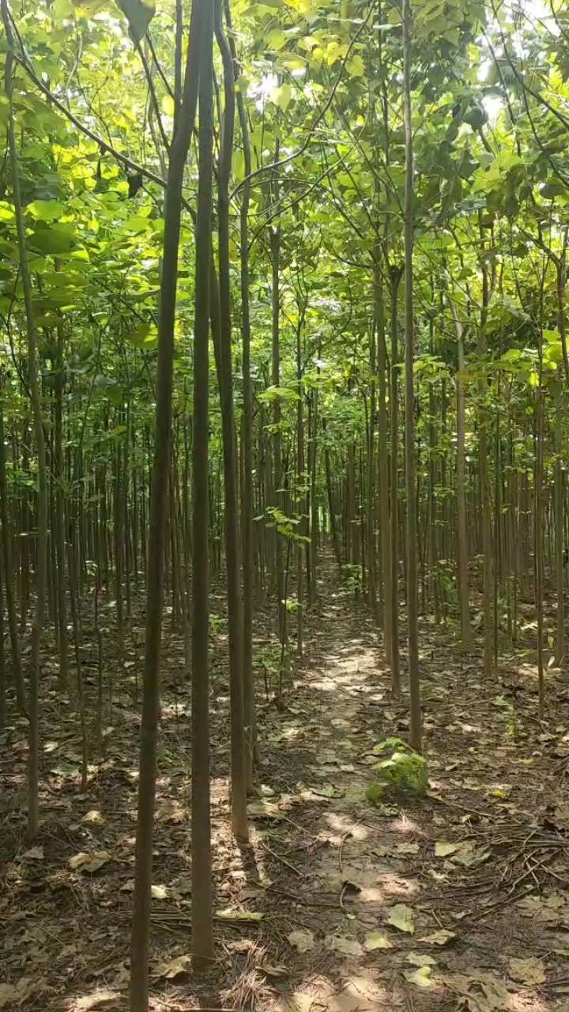 楸树基地自产自销！量大从优！3-6公分楸树，一手货源！