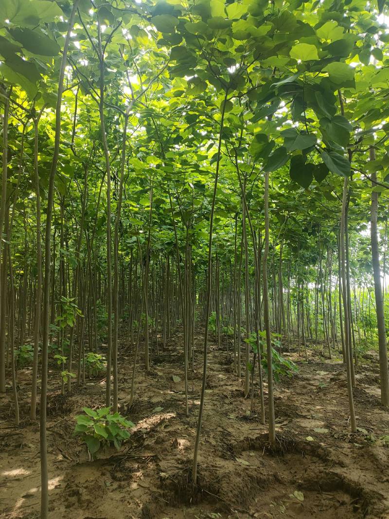 楸树基地自产自销！量大从优！3-6公分楸树，一手货源！