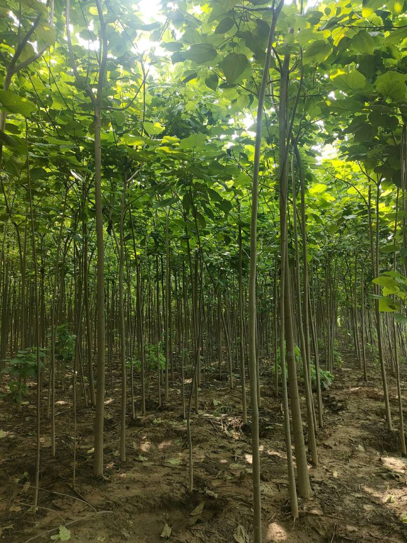 楸树基地自产自销！量大从优！3-6公分楸树，一手货源！
