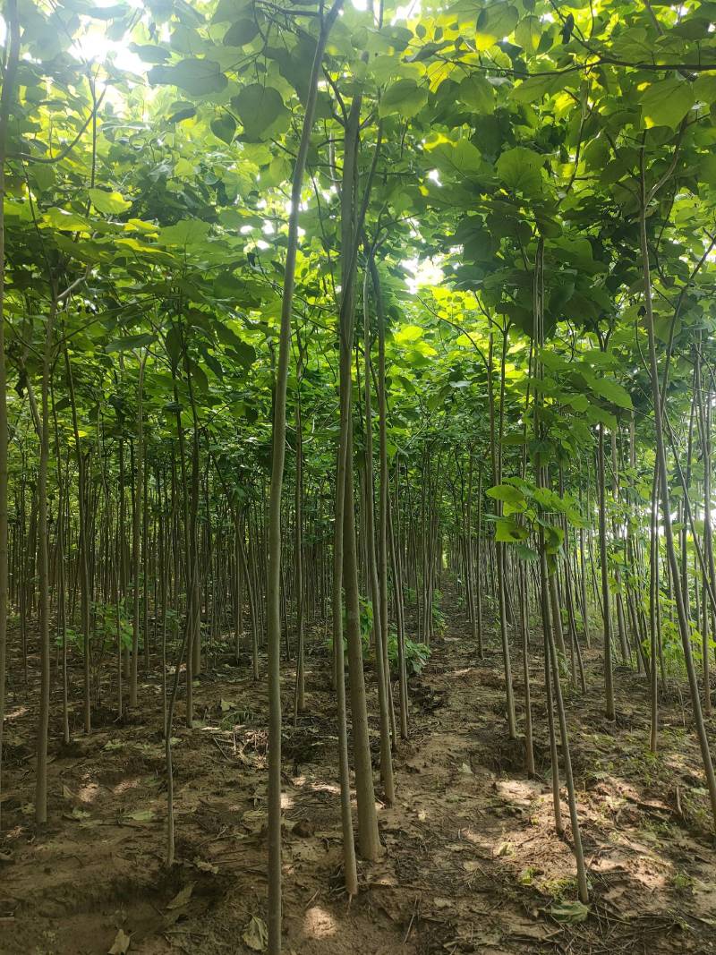 楸树基地自产自销！量大从优！3-6公分楸树，一手货源！