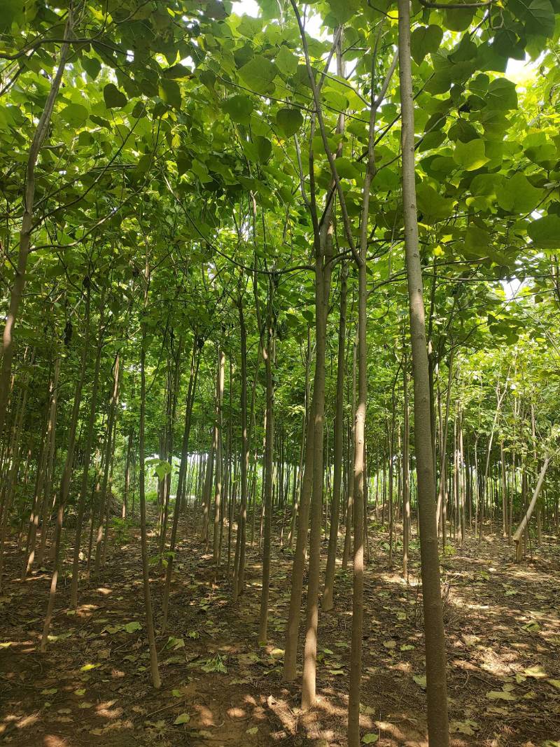 楸树基地自产自销！量大从优！3-6公分楸树，一手货源！