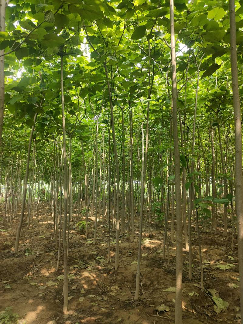 楸树基地自产自销！量大从优！3-6公分楸树，一手货源！