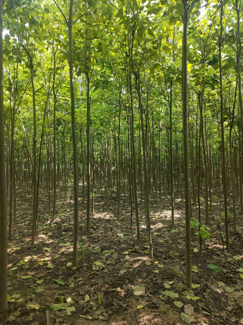 楸树基地自产自销！量大从优！3-6公分楸树，一手货源！
