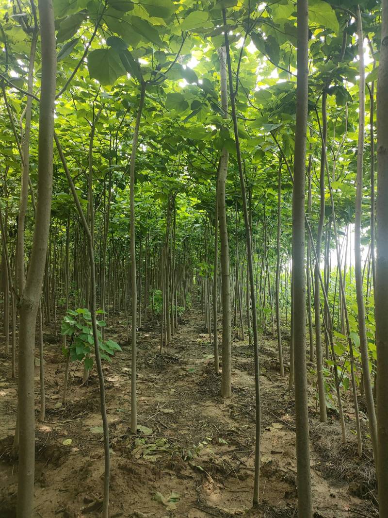 楸树基地自产自销！量大从优！3-6公分楸树，一手货源！