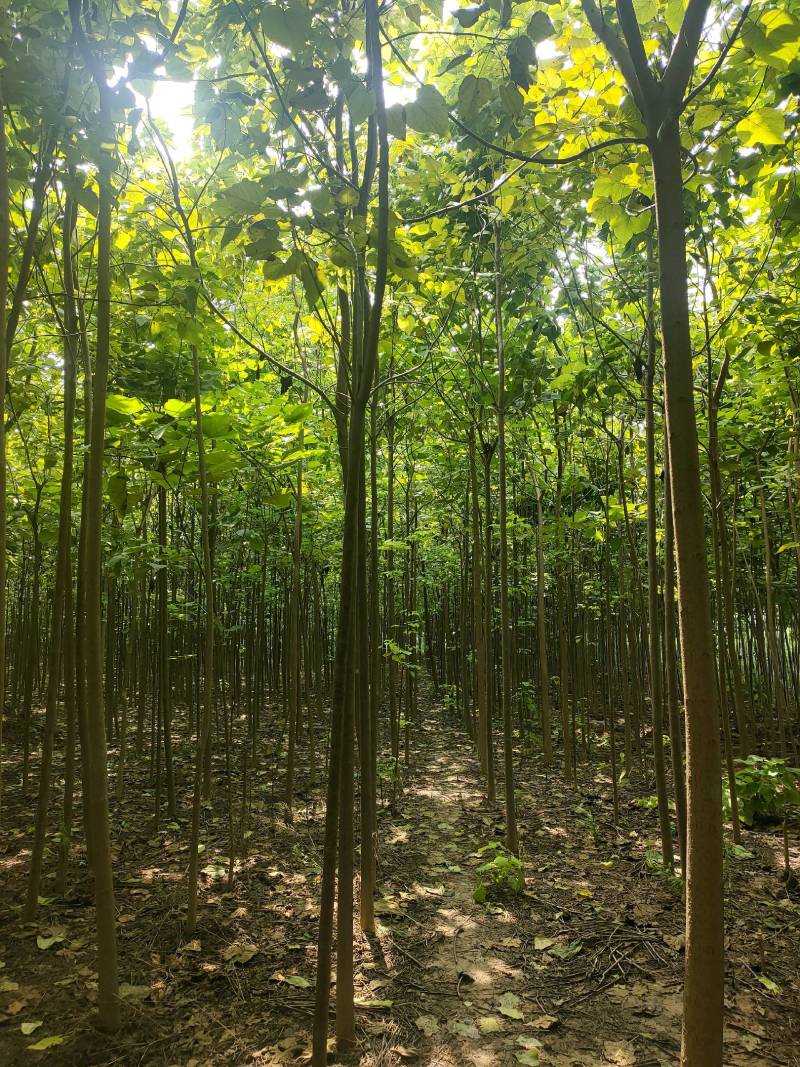 楸树基地自产自销！量大从优！3-6公分楸树，一手货源！