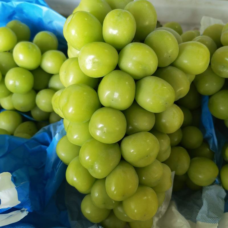 夏邑县大颗粒精品阳光玫瑰熟了可大量供货