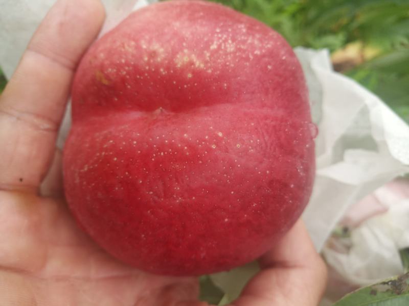 油20