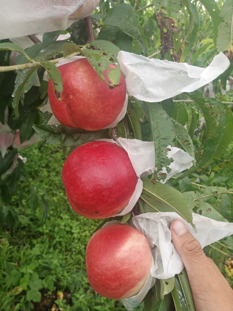 油20
