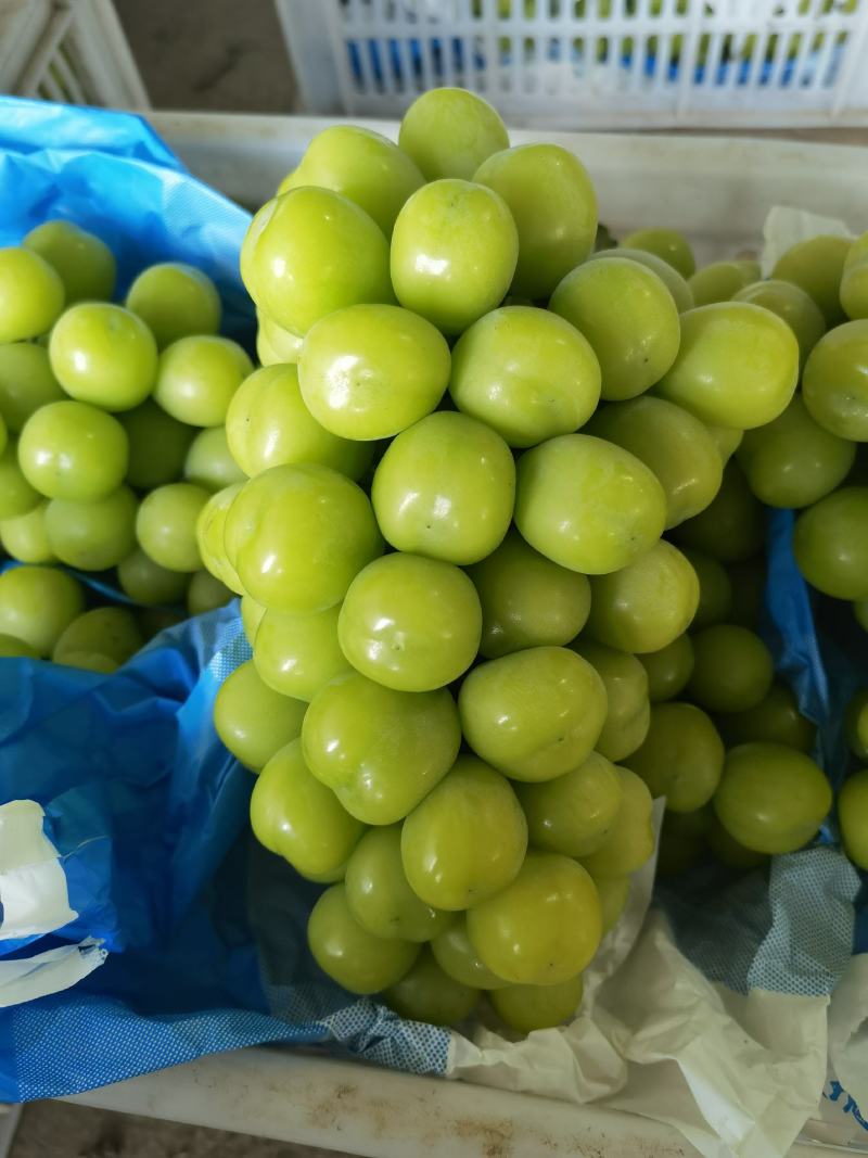 夏邑县大颗粒精品阳光玫瑰熟了可大量供货