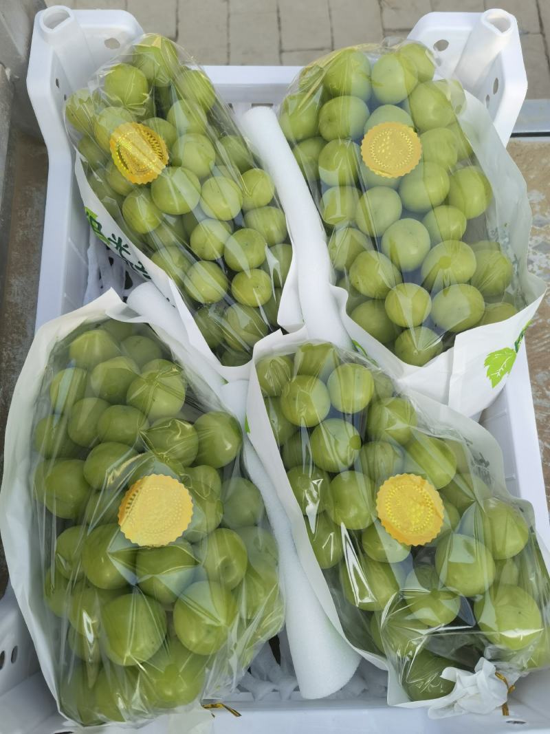 夏邑县大颗粒精品阳光玫瑰熟了可大量供货