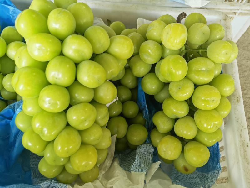 夏邑县大颗粒精品阳光玫瑰熟了可大量供货