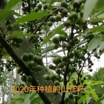 这是2020年种植的山苍籽