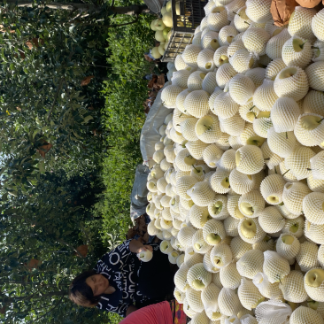 精品，皇冠梨，梨面好，个大味甜