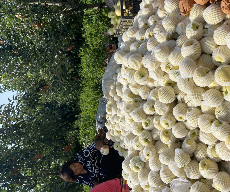 精品，皇冠梨，梨面好，个大味甜