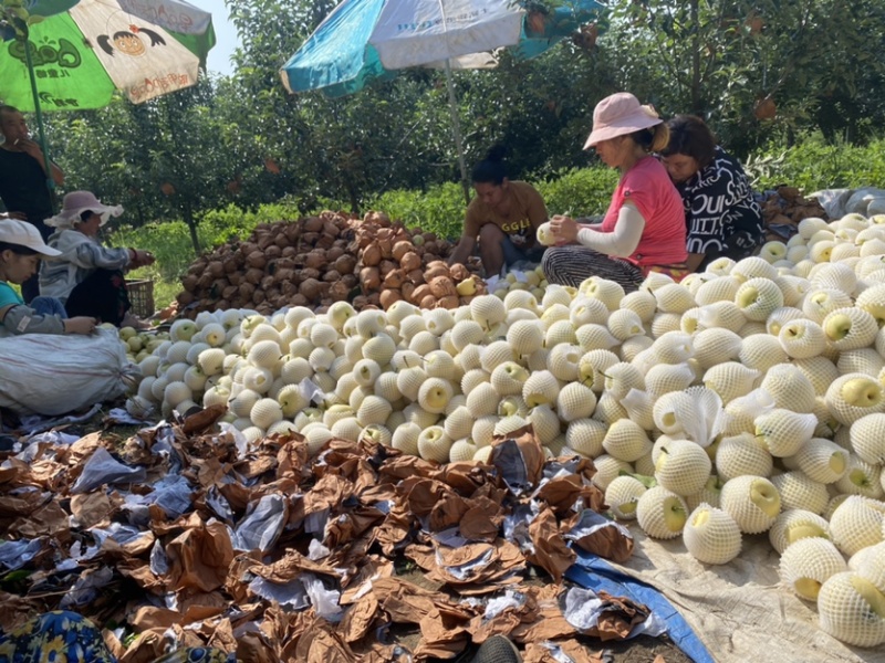 精品，皇冠梨，梨面好，个大味甜