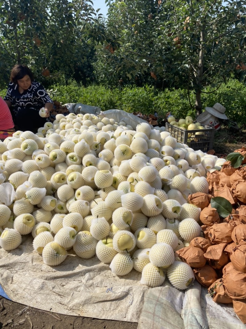 精品，皇冠梨，梨面好，个大味甜
