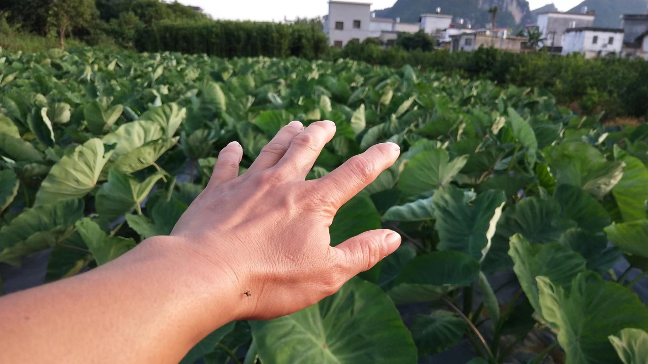 荔浦香芋种植基地实景图