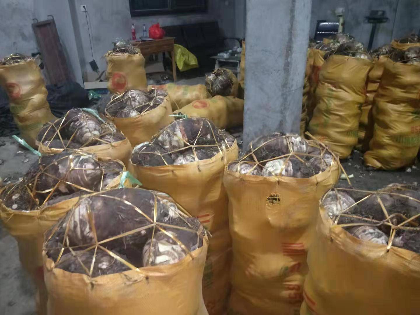 一个完整的槟榔芋,表皮呈棕褐色,带有明显鳞片状纹理,形状接近椭圆柱形,底部有细小须根残留,表面略带泥土痕迹,展示其自然采收状态 槟榔芋整体外观特写