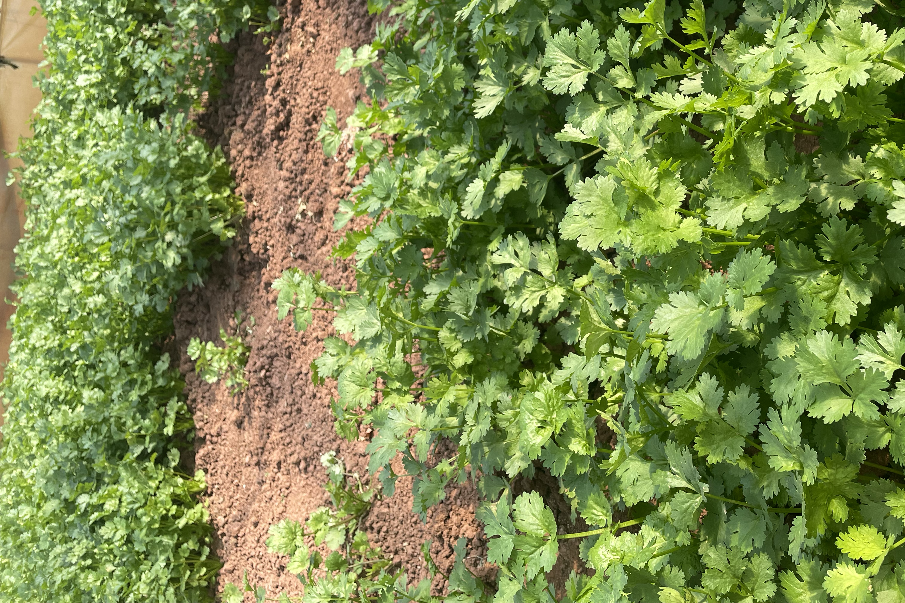 香菜成熟采收图