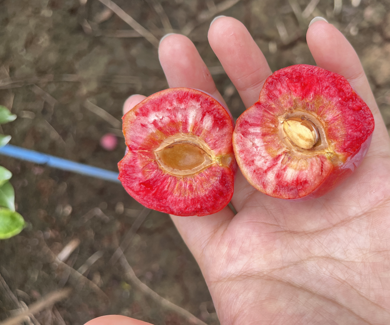 芙蓉李，大量上市，口感脆甜，红肉多汁，需要的老板私信联系