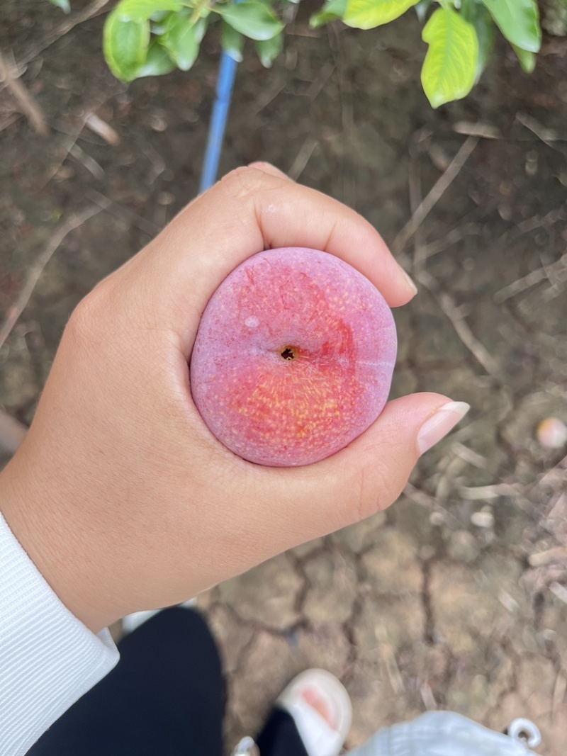 芙蓉李，大量上市，口感脆甜，红肉多汁，需要的老板私信联系