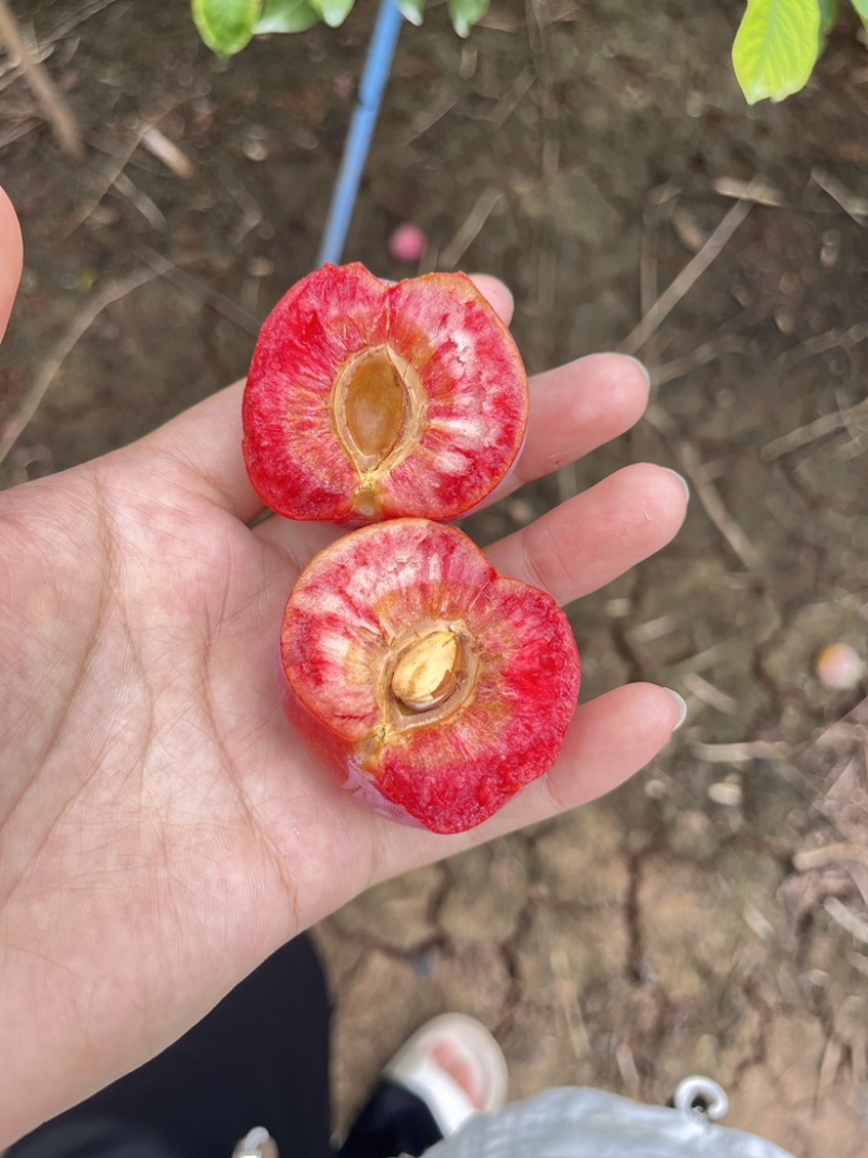 芙蓉李，大量上市，口感脆甜，红肉多汁，需要的老板私信联系