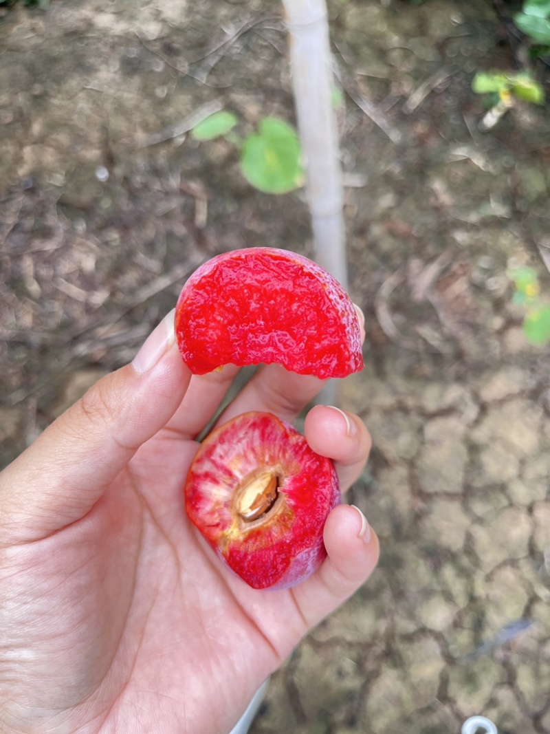 芙蓉李，大量上市，口感脆甜，红肉多汁，需要的老板私信联系