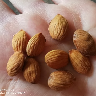 云南优质毛桃种子