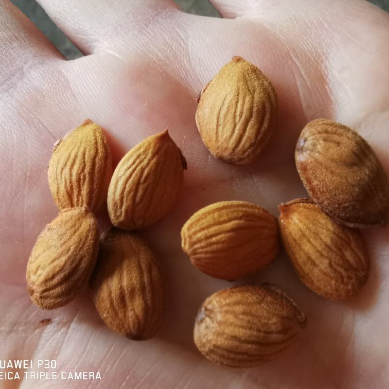 云南优质毛桃种子