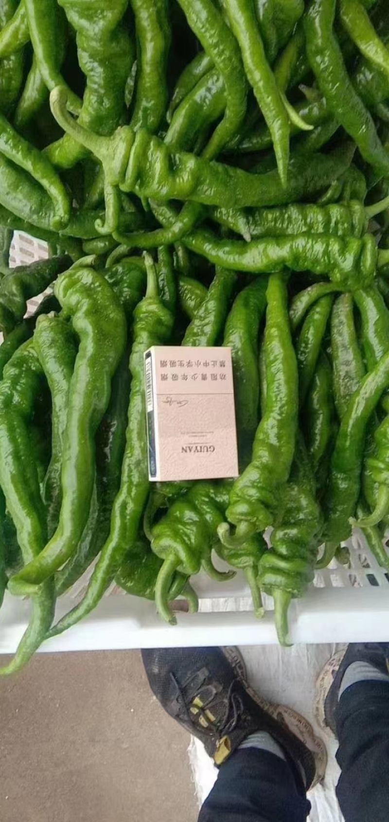 临洮陇椒大量开始上市，有需要的老板请联系
