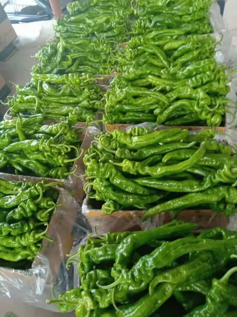临洮陇椒大量开始上市，有需要的老板请联系