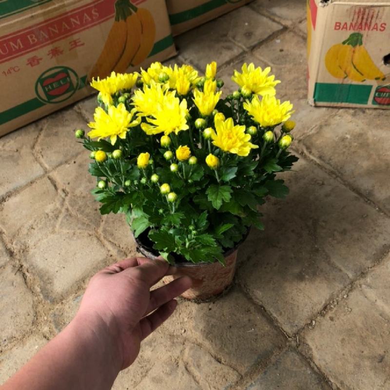 国庆菊杯苗国庆菊基地批发一手货源