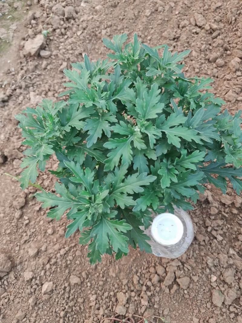 国庆菊杯苗国庆菊基地批发一手货源